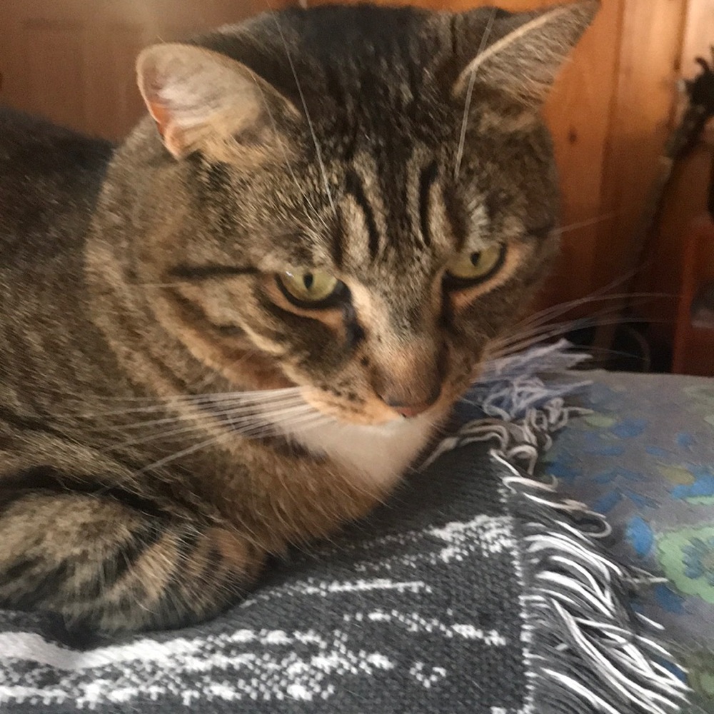 ANNOUNCEMENT IMPORTANT